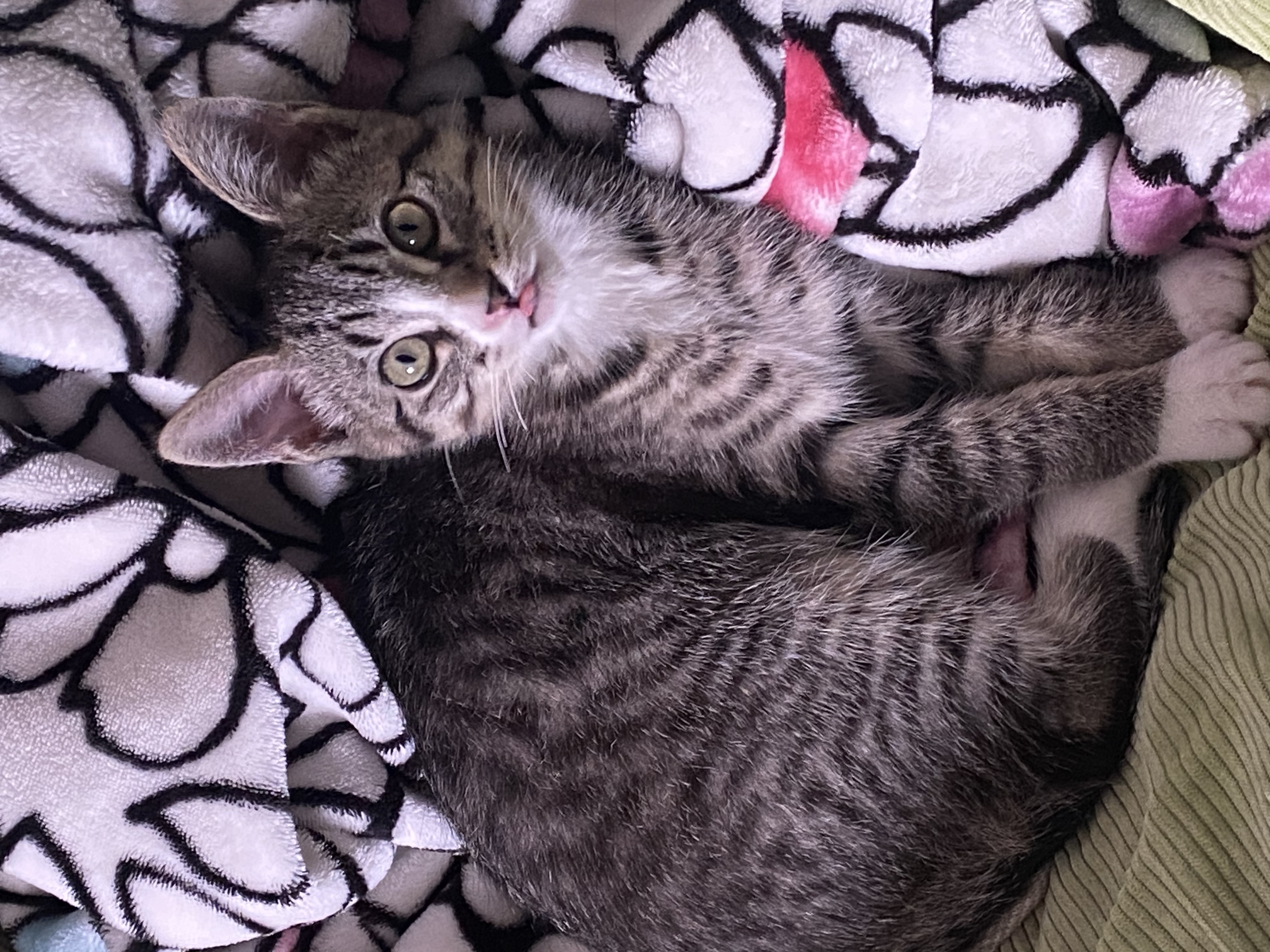 gray tabby sticking her tongue out