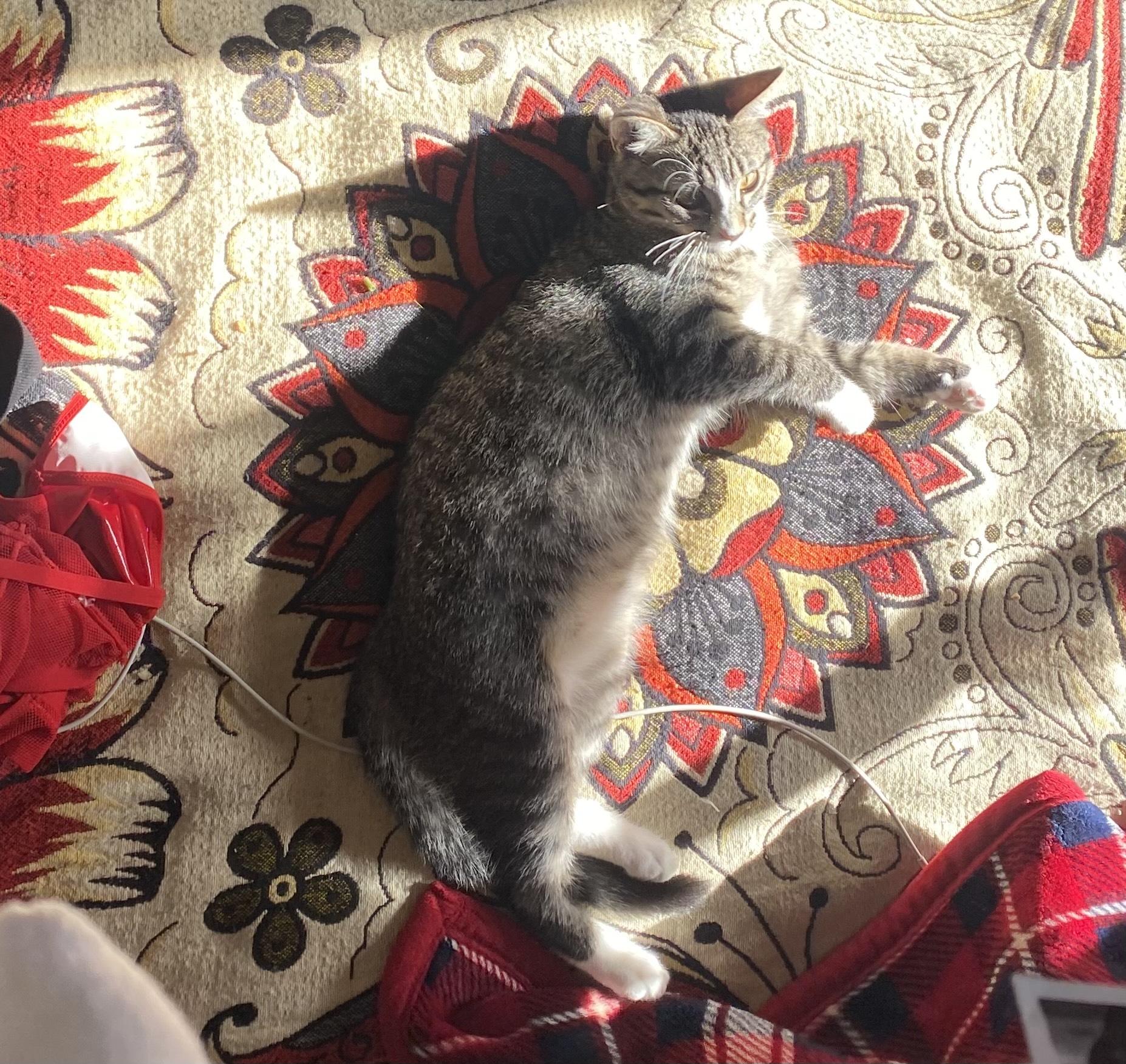 sideways gray tabby in sunlight