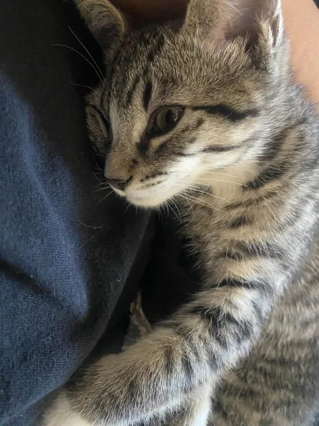 winking gray tabby