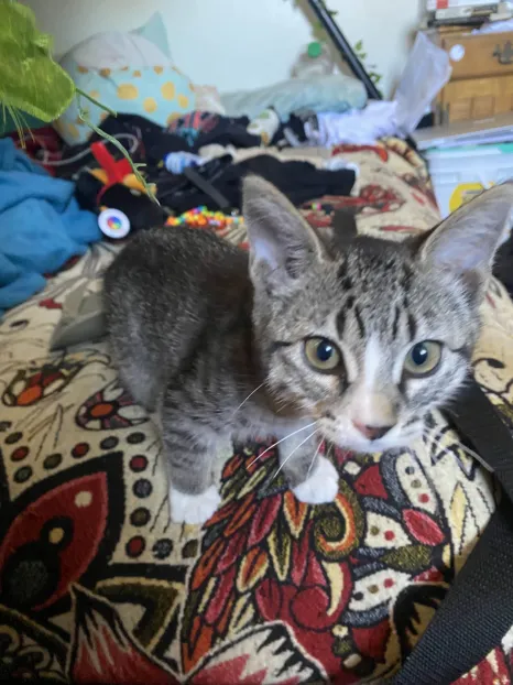 winking gray tabby